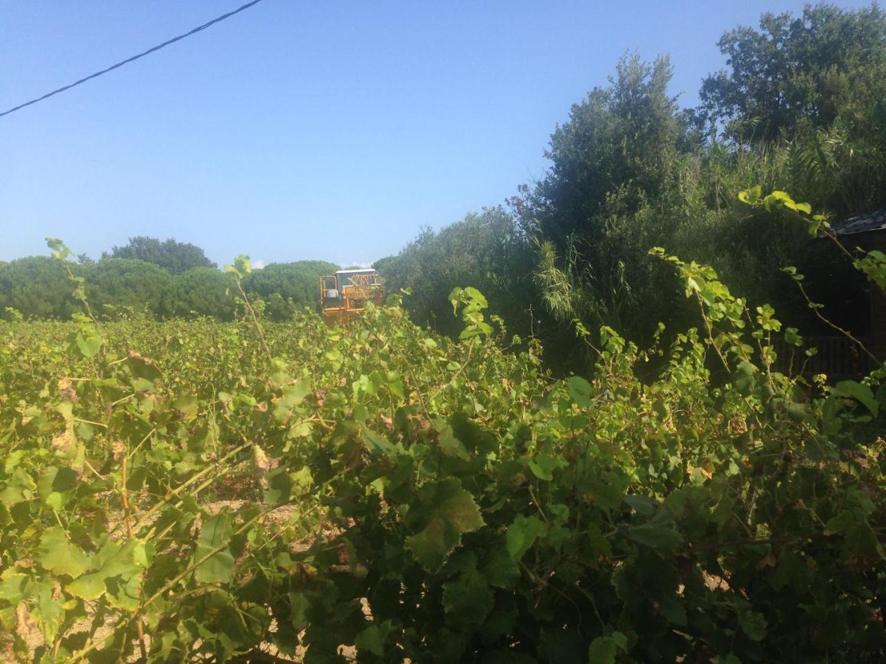 Clos Des Vignes Pampelonne Vineyard Ramatuelle Bagian luar foto
